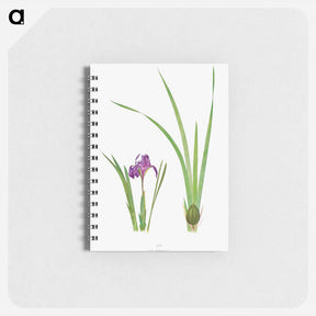 アートメモ帳-Iris Kumaonensis from The genus Iris
 - アヤメ属 Memo.