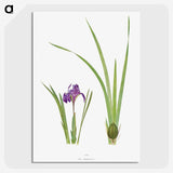 1-34_The-Genus-Iris_picture-crop