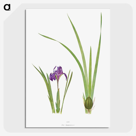 1-34_The-Genus-Iris_picture-crop