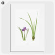 1-34_The-Genus-Iris_picture