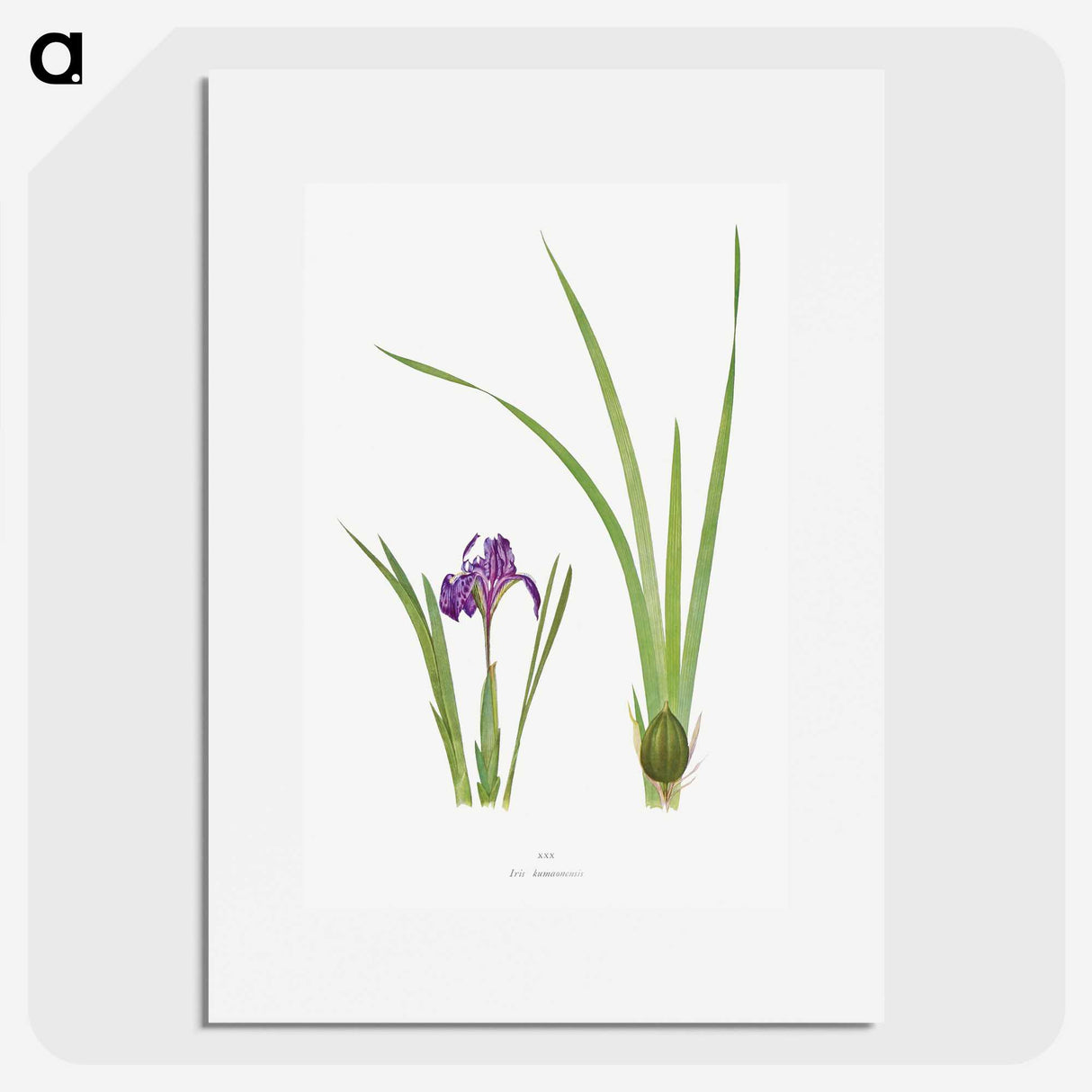 1-34_The-Genus-Iris_picture