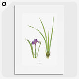 1-34_The-Genus-Iris_picture