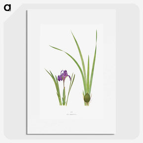 1-34_The-Genus-Iris_picture