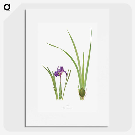 1-34_The-Genus-Iris_picture