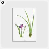 アートポストカード-Iris Kumaonensis from The genus Iris
 - アヤメ属 Postcard.