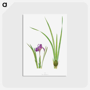 アートポストカード-Iris Kumaonensis from The genus Iris
 - アヤメ属 Postcard.