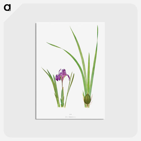 アートポストカード-Iris Kumaonensis from The genus Iris
 - アヤメ属 Postcard.