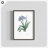 1-34_The-Lilies_blk