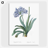 1-34_The-Lilies_picture-crop