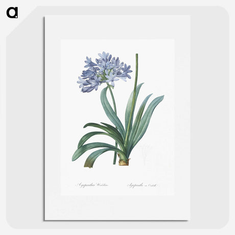 1-34_The-Lilies_picture