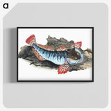 1-34_The-Natural-History-of-British-Fishes_blk-crop