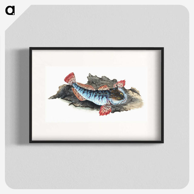 1-34_The-Natural-History-of-British-Fishes_blk