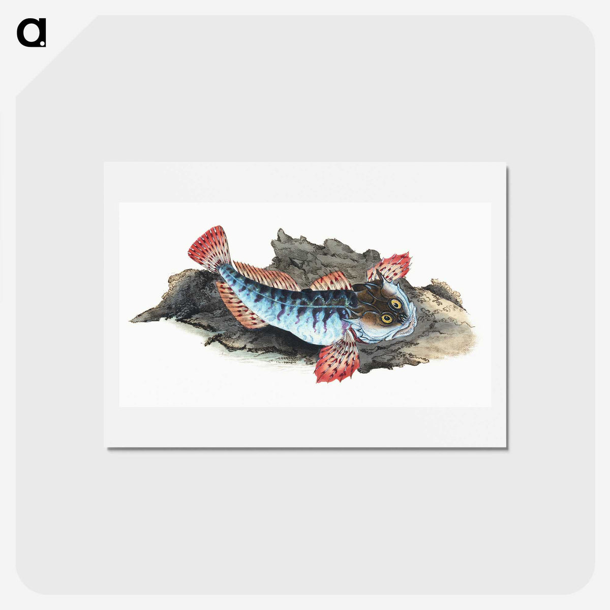 1-34_The-Natural-History-of-British-Fishes_hagaki