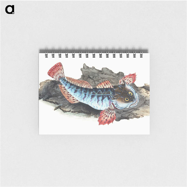 1-34_The-Natural-History-of-British-Fishes_memo