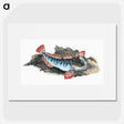 1-34_The-Natural-History-of-British-Fishes_picture