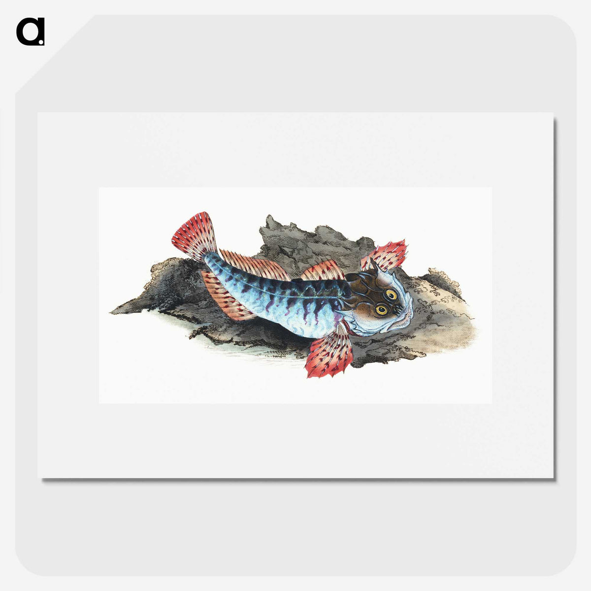 1-34_The-Natural-History-of-British-Fishes_picture