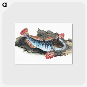 1-34_The-Natural-History-of-British-Fishes_postcard
