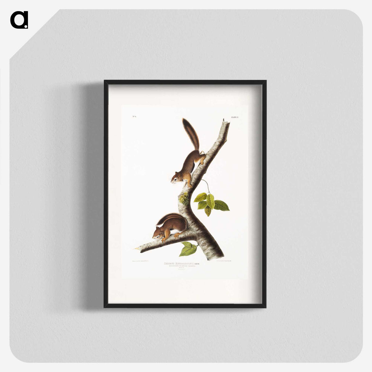 1-34_The-Viviparous-Quadrupeds_blk