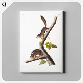 1-34_The-Viviparous-Quadrupeds_canvas