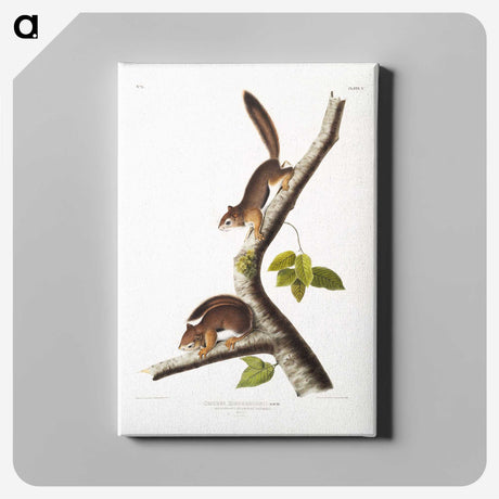 1-34_The-Viviparous-Quadrupeds_canvas