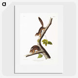 1-34_The-Viviparous-Quadrupeds_picture