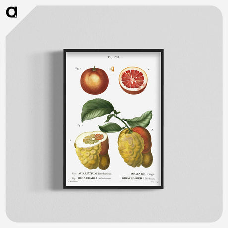 1-34_Treatise-on-Trees-and-Shrubs_blk-crop