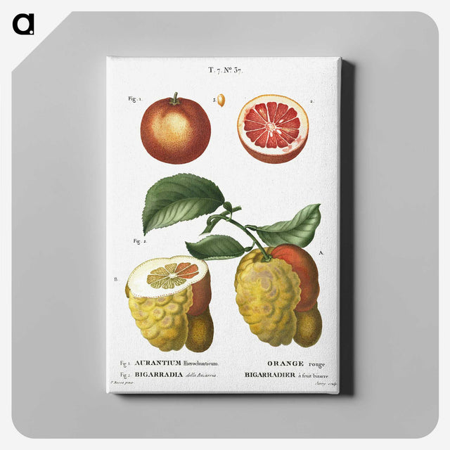 1-34_Treatise-on-Trees-and-Shrubs_canvas