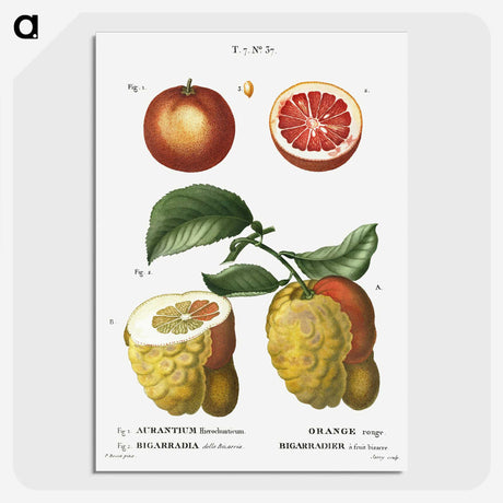 1-34_Treatise-on-Trees-and-Shrubs_picture-crop