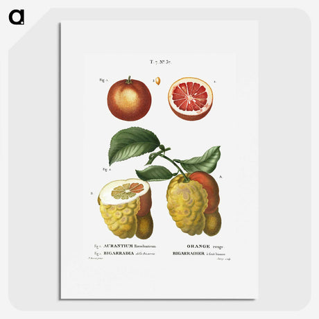 1-34_Treatise-on-Trees-and-Shrubs_picture