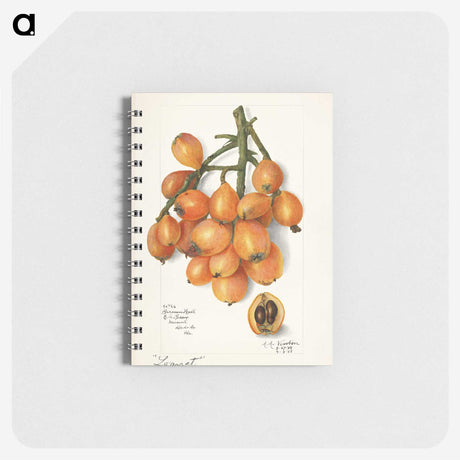 1-34_USDA-Watercolor-Fruit-Painting-Collection_memo