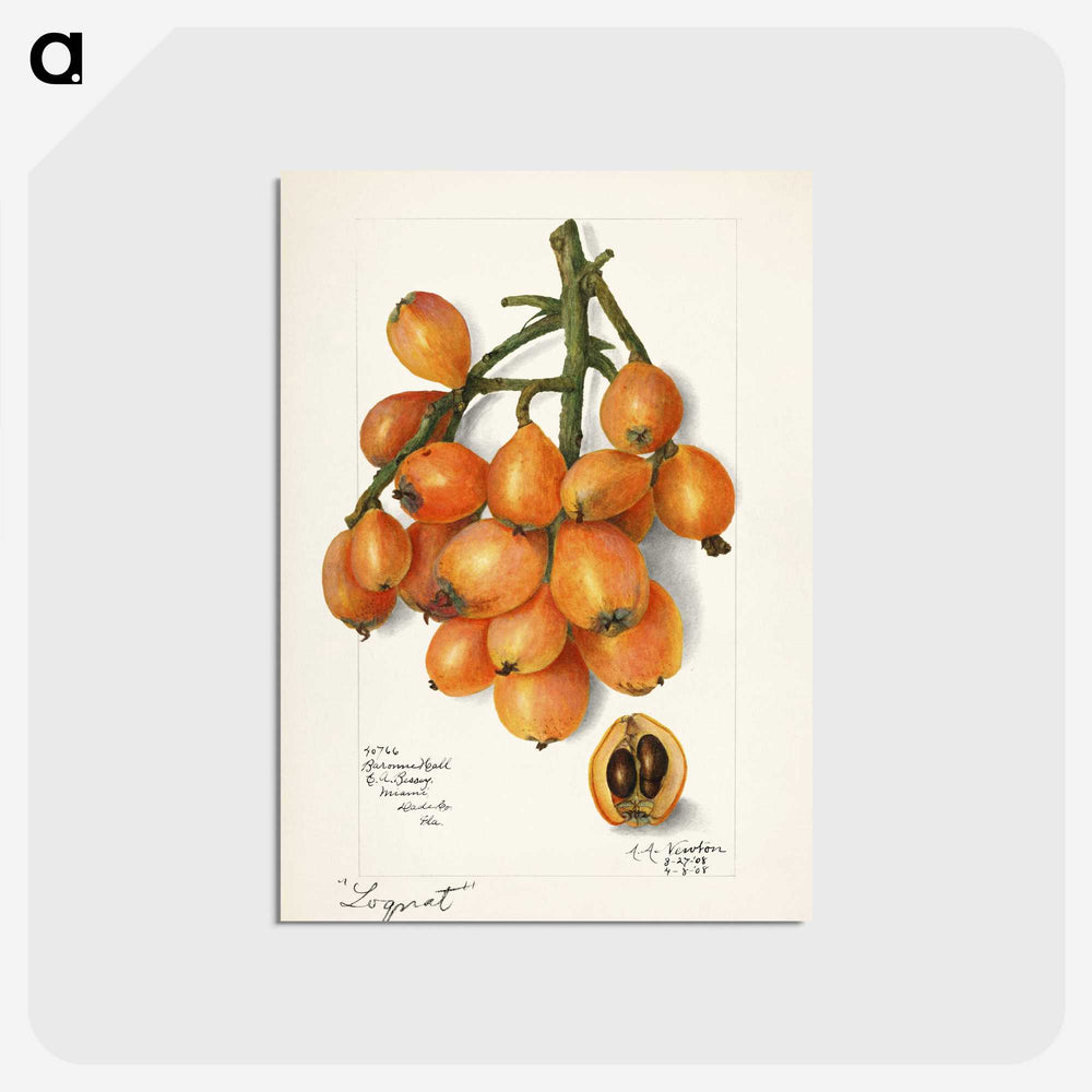 1-34_USDA-Watercolor-Fruit-Painting-Collection_postcard