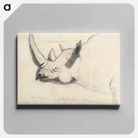 アートパネル-A Rhinoceros: Head and Shoulders, Facing Left
 - イェール大学アートギャラリー Canvas.