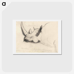 アートポストカード-A Rhinoceros: Head and Shoulders, Facing Left
 - イェール大学アートギャラリー Postcard.