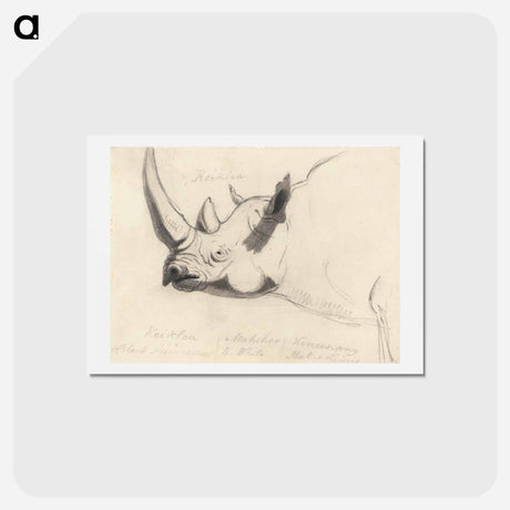 アートポストカード-A Rhinoceros: Head and Shoulders, Facing Left
 - イェール大学アートギャラリー Postcard.
