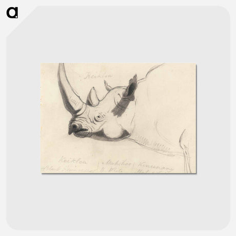 アートポストカード-A Rhinoceros: Head and Shoulders, Facing Left
 - イェール大学アートギャラリー Postcard.