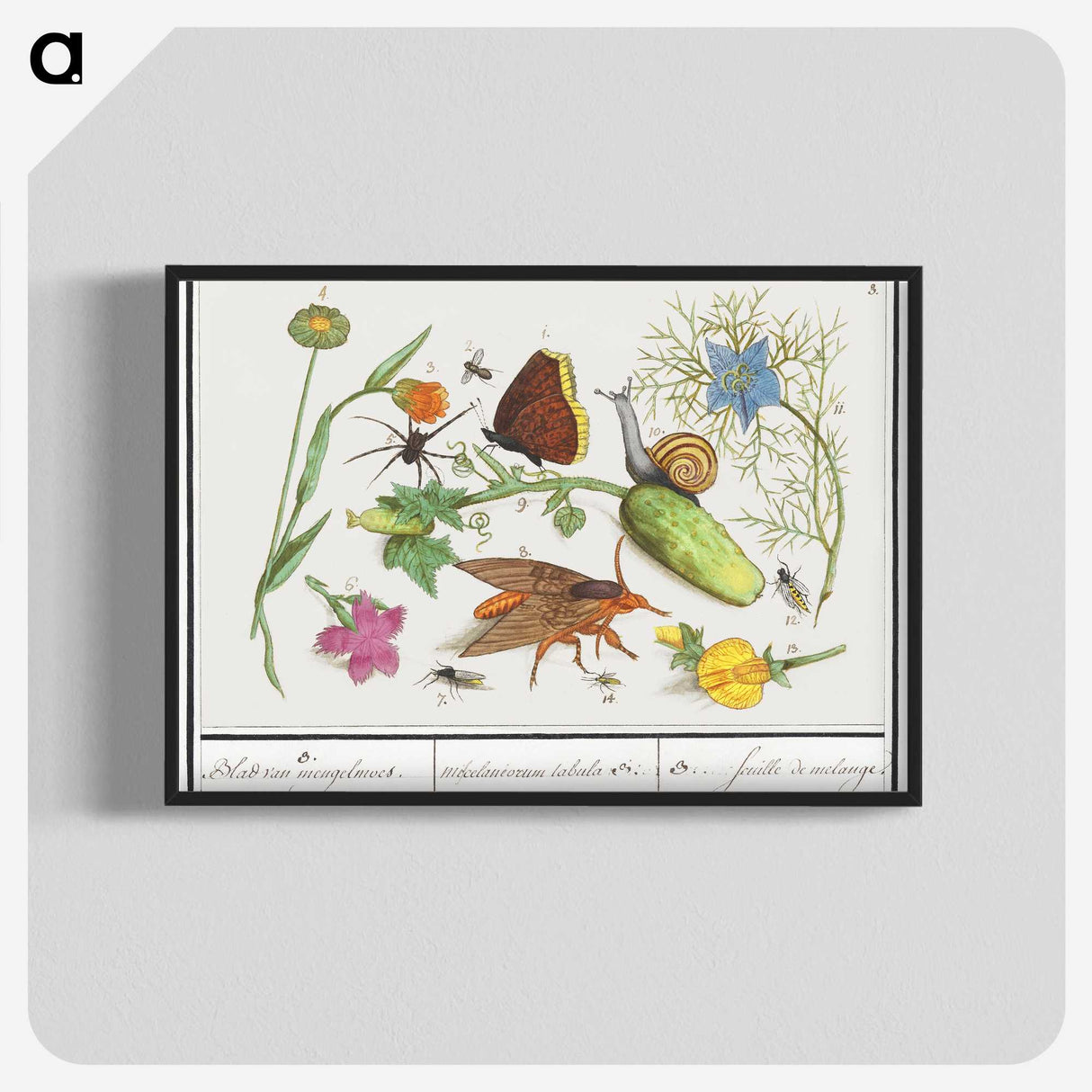 1-35_Anselmus-Boetius-de-Boodt_blk-crop
