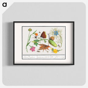 アートポスター-Natural History Ensemble, no. 3 - アンセルムス ボエティウス デ ブート Poster.