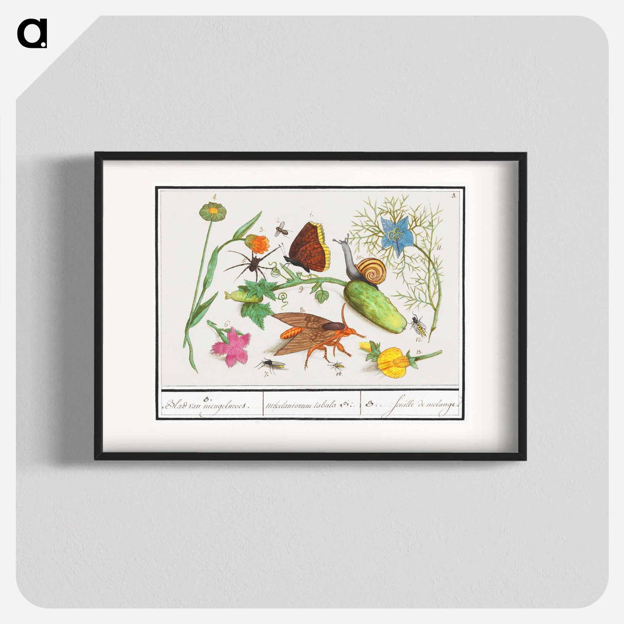 Natural History Ensemble, no. 3 - アンセルムス ボエティウス デ ブート Poster.