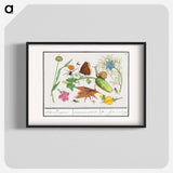 Natural History Ensemble, no. 3 - アンセルムス ボエティウス デ ブート Poster.