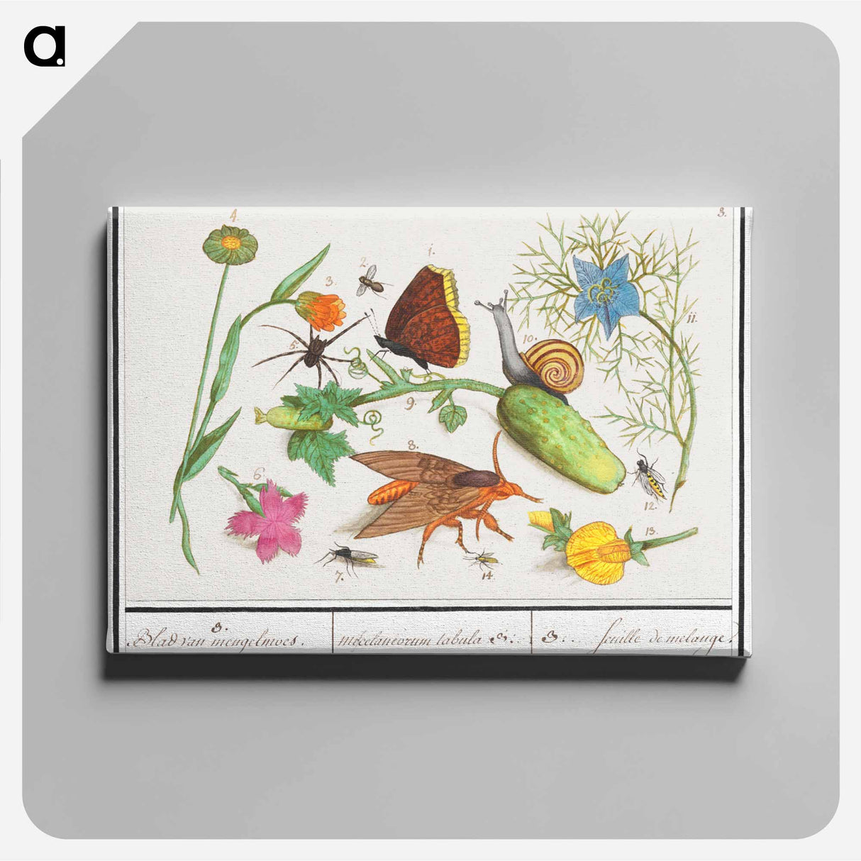 Natural History Ensemble, no. 3 - アンセルムス ボエティウス デ ブート Canvas.