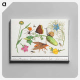 Natural History Ensemble, no. 3 - アンセルムス ボエティウス デ ブート Canvas.