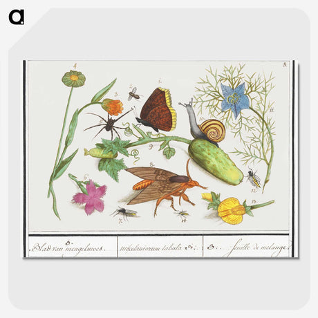 1-35_Anselmus-Boetius-de-Boodt_picture-crop