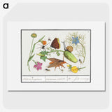 1-35_Anselmus-Boetius-de-Boodt_picture