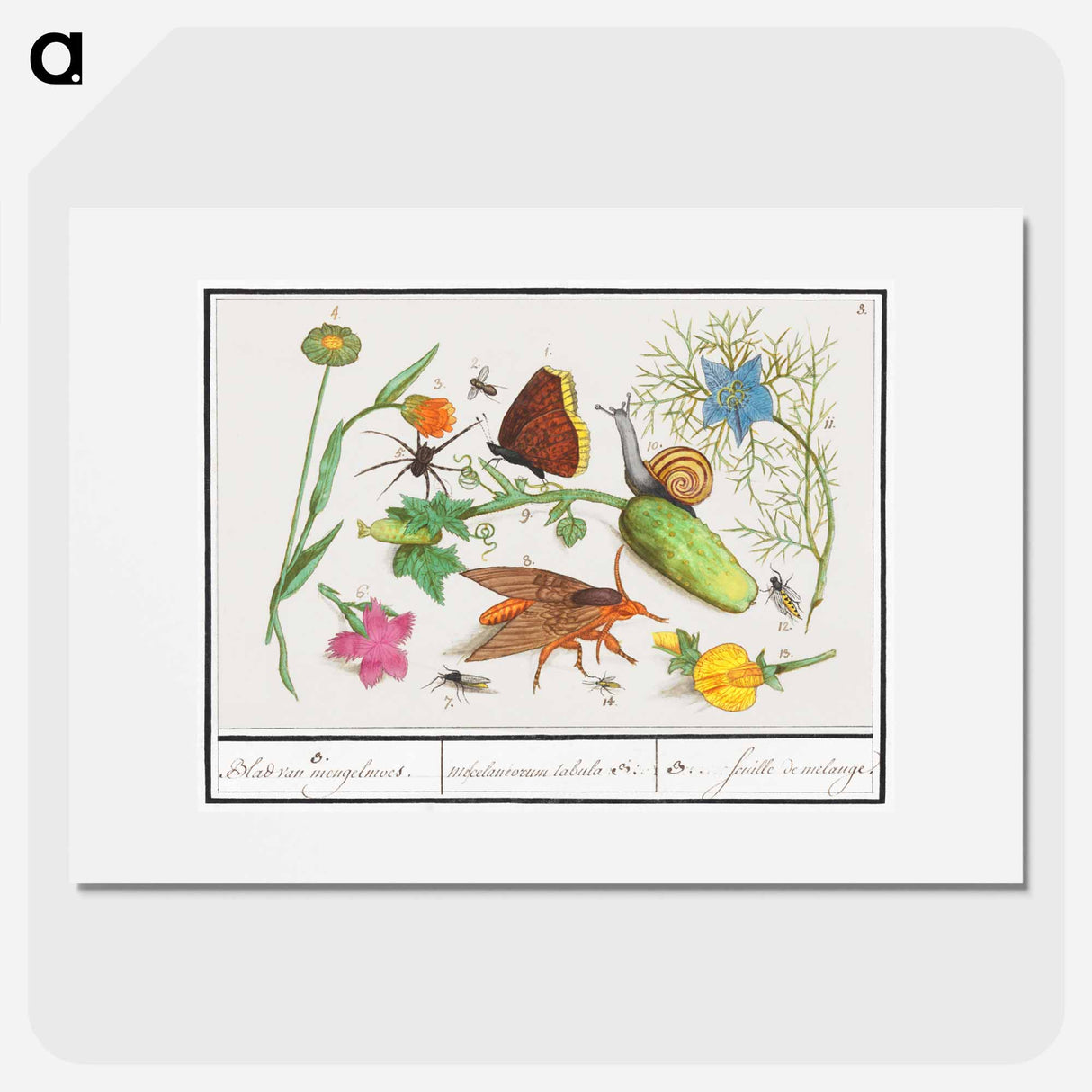 Natural History Ensemble, no. 3 - アンセルムス ボエティウス デ ブート Poster.