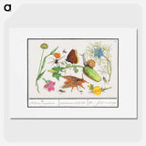 Natural History Ensemble, no. 3 - アンセルムス ボエティウス デ ブート Poster.