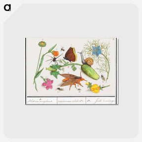 アートポストカード-Natural History Ensemble, no. 3 - アンセルムス ボエティウス デ ブート Postcard.