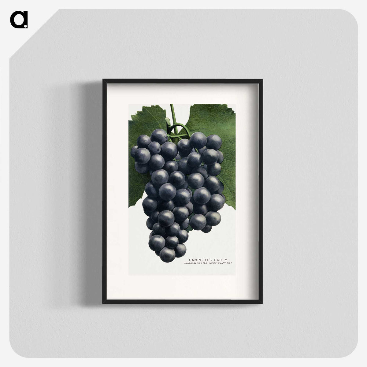 1-35_Botanical-Specimen-Plates_blk
