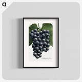 1-35_Botanical-Specimen-Plates_blk