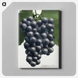 1-35_Botanical-Specimen-Plates_canvas