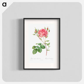 アートポスター-Rosa Centifolia Anglica Rubra
 - クリーブランド美術館 Poster.